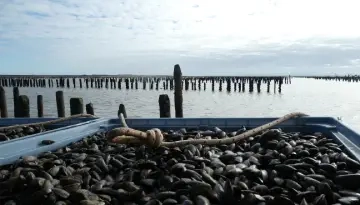 Récolte de moules de bouchot