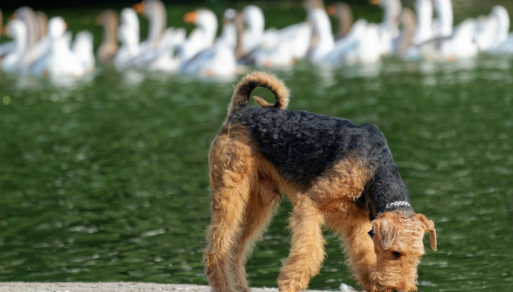 Chien (Airedale Terrier) au bord d'un point d'eau, on aperçoit en arrière plan des oiseaux dans l'eau