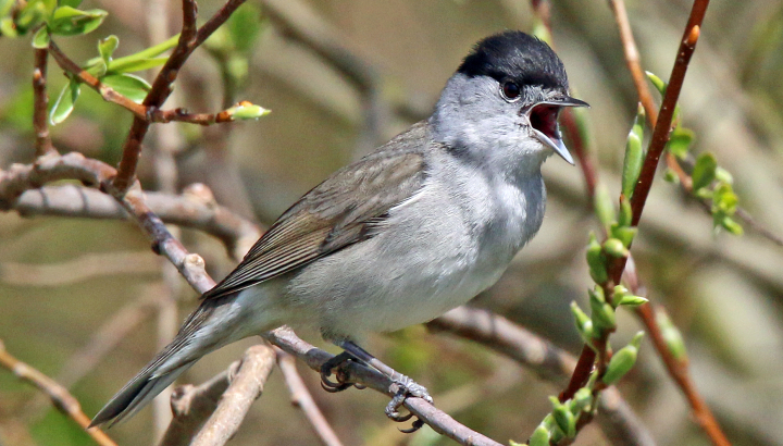 Fauvette à tête noire