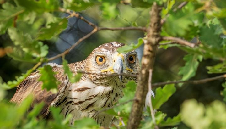 Aigle de Bonelli en volière de réhabilitation ©Rosie Jackson