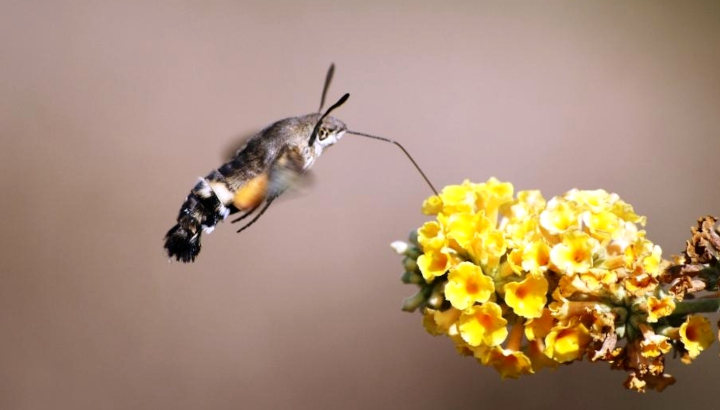 Moro-sphinx (Macroglossum stellatarum) © Olivier Podevin
