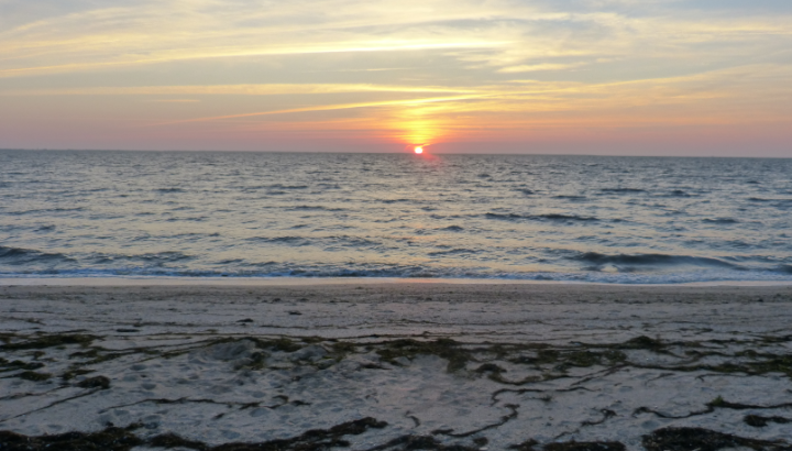 Avocette élégante en vol©RNNMO-LPO