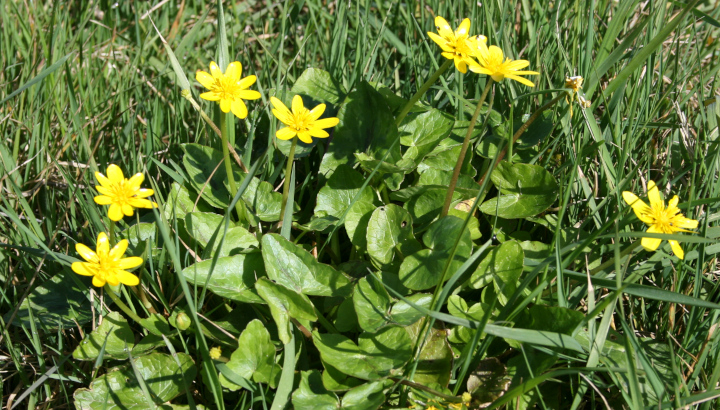 Ficaire fausse-renoncule (Ficaria verna) © Nicolas Macaire / LPO
