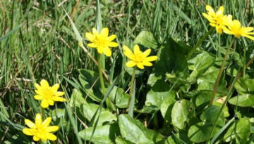 Ficaire (Ranunculus ficaria)