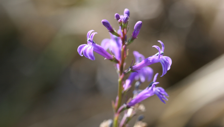 Lobélie brûlante (Lobelia urens) © Nicolas Macaire / LPO