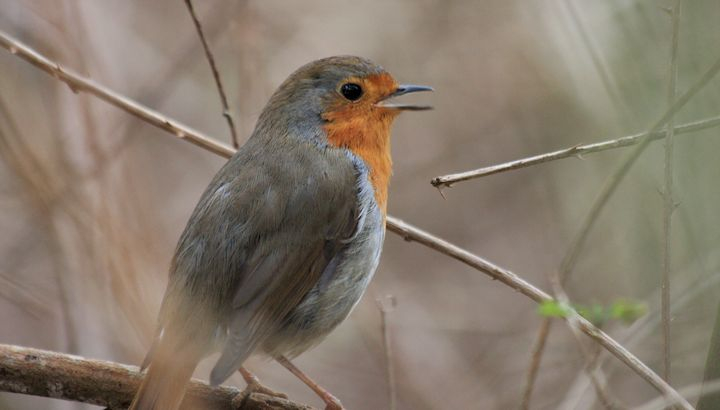 Rougegorge familier ©V. Lopes-LPO Occitanie