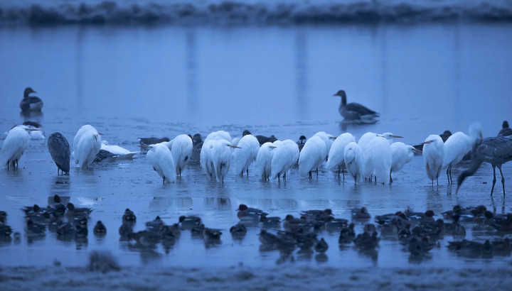 Réveil frisquet pour les Grandes Aigrettes, les pattes prises dans la glace