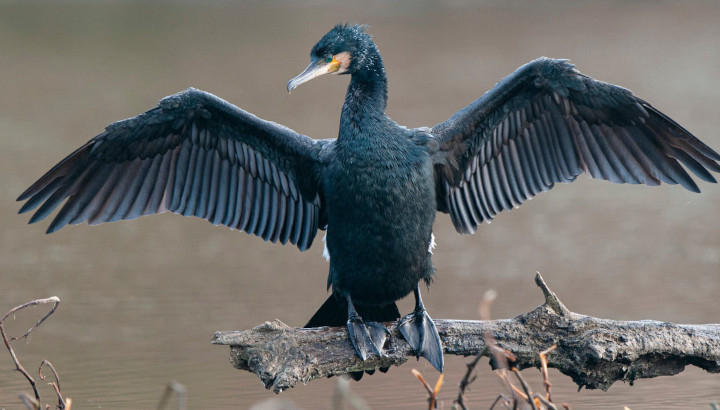 Grand cormoran posé de face sur une branche au dessus de l'eau, se faisant sécher les ailes, déployées