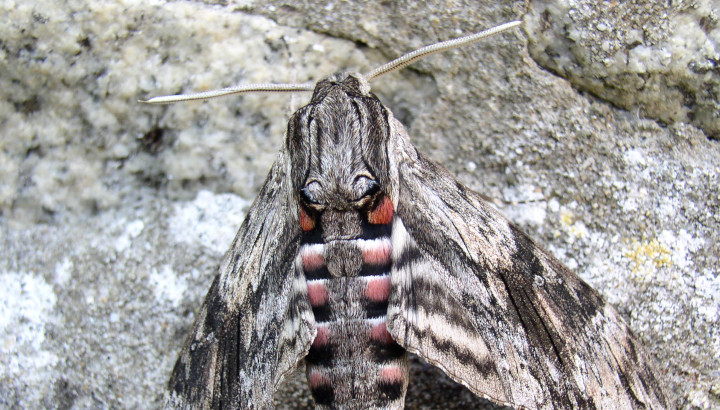 Sphinx du liseron (Agrius convolvuli) © Gilles Bentz / LPO