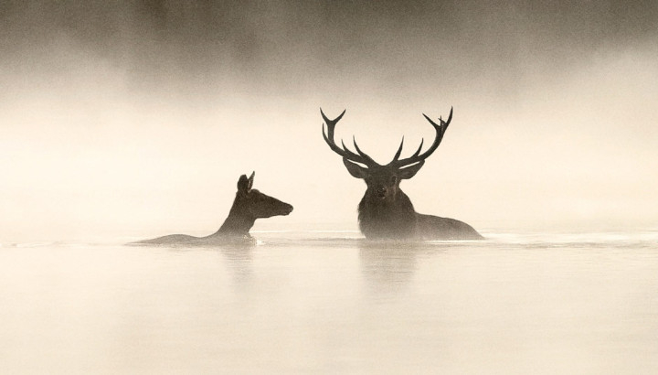 Affiche du film "le chant des forêts" de Vincent Munier