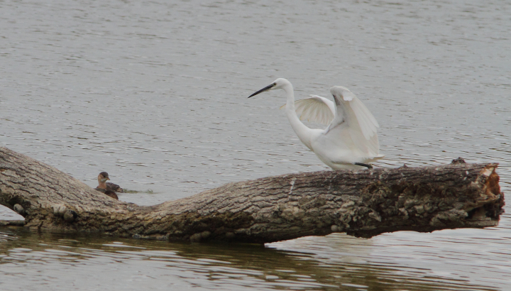 Aigrette garzette sur un tronc