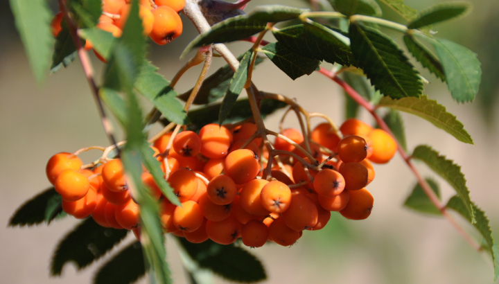Sorbier des oiseaux (Sorbus aucuparia) © Nicolas Macaire / LPO