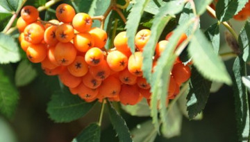 Sorbier des oiseaux (Sorbus aucuparia)