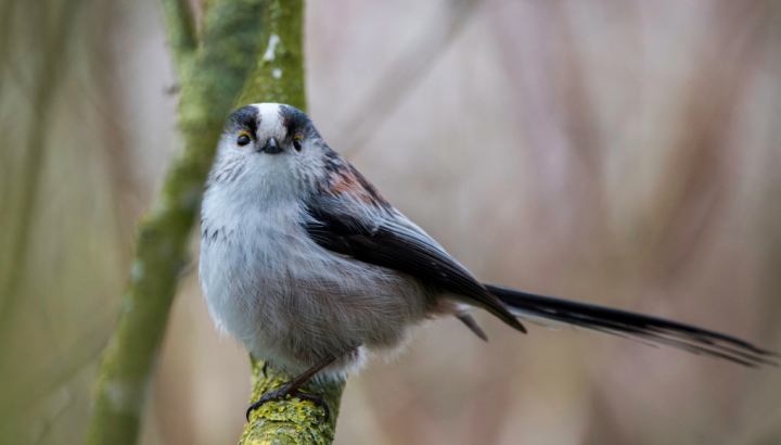 Orite à longue queue