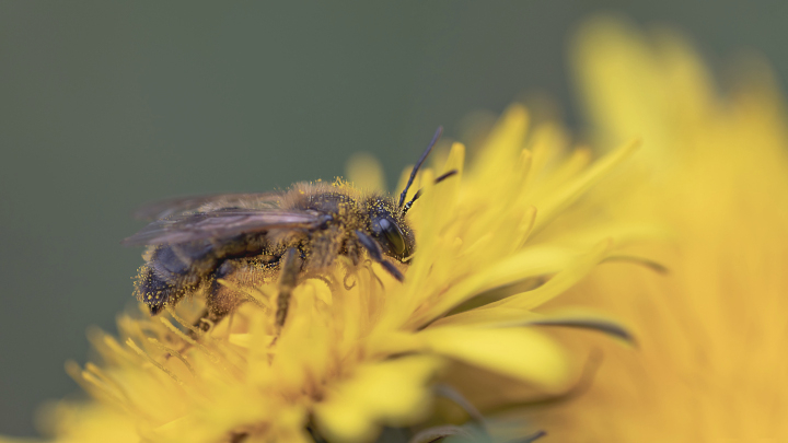 Abeille sauvage