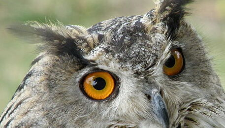 Hibou Grand duc