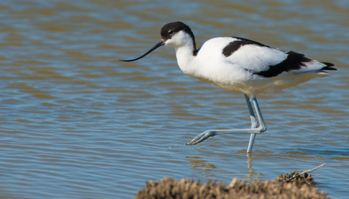 Avocette élégante_ Michel Fernandez