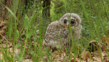 Jeune chouette hulotte au pied d'un arbre dans les herbers hautes