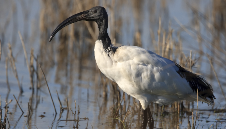 Ibis sacré