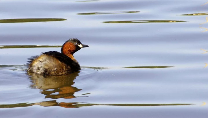 Grèbe castagneux (Tachybaptus ruficollis) © LPO Normandie