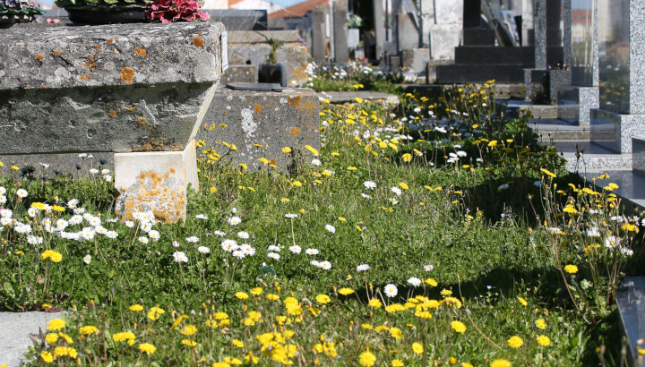 Bandes enherbées fleuries au cimetière de Rochefort © Nicolas Macaire / LPO