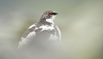 Lagopède alpin (Lagopus muta)