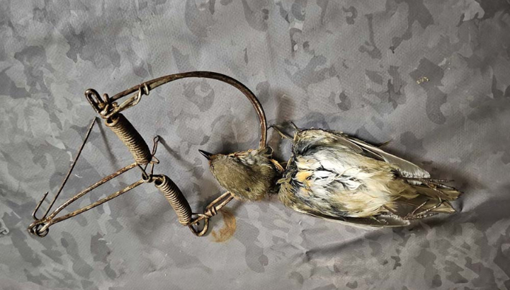 Capture illégale de passereaux (c) LPO PACA