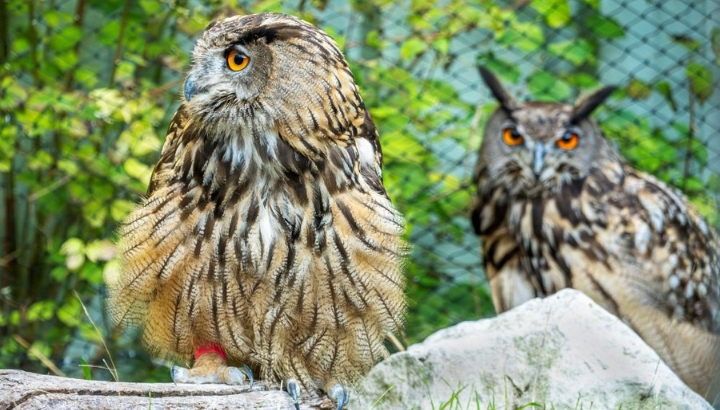 Grands-ducs en volière ©Rosie Jackson