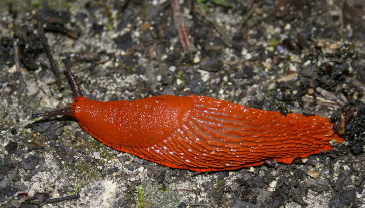 Grande limace orange (Arion du groupe vulgaris/rufus) © Nicolas Macaire / LPO