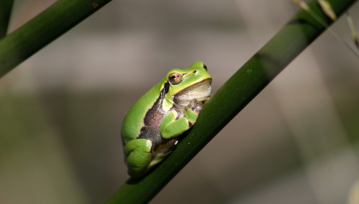 Rainette verte (Hyla arborea) © Nicolas Macaire / LPO