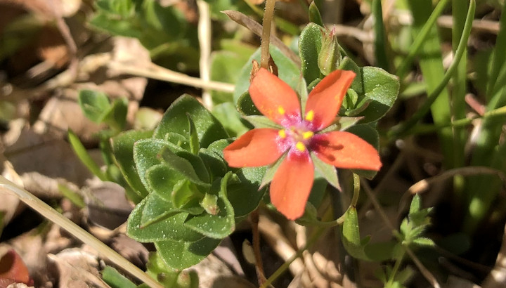 Mouron rouge (Anagallis arvensis) © Nicolas Macaire / LPO