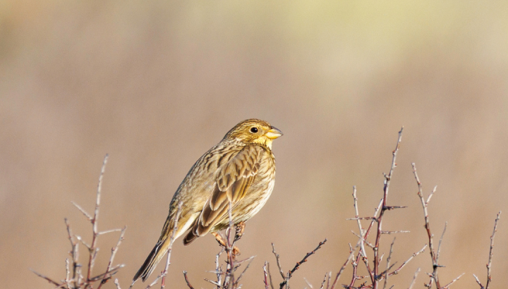 Bruant proyer. Photo Marc Barbier