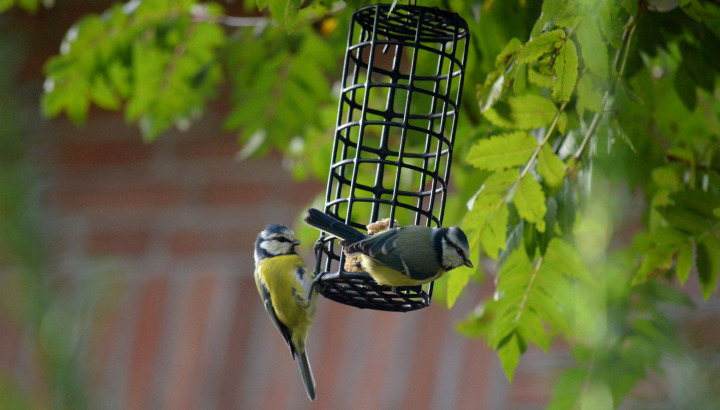 Mésanges bleues (Cyanistes caeruleus) à la mangeoire © Pixabay