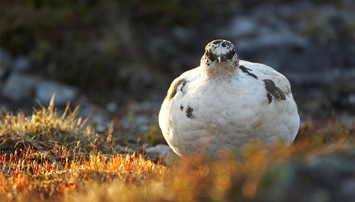 lagopède alpin
