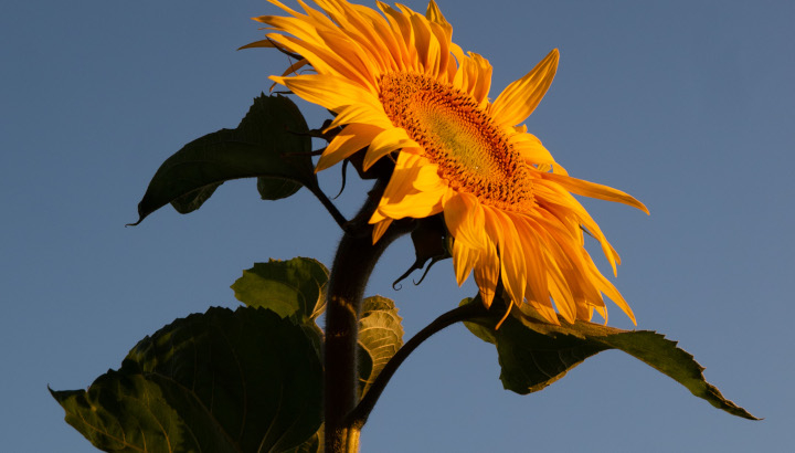 Tournesol