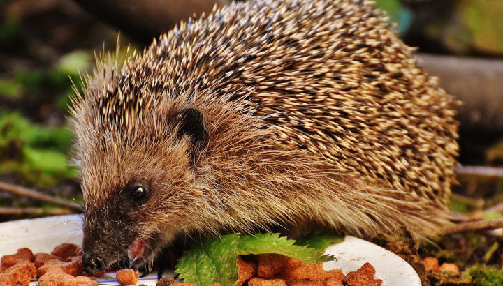 Hérisson d'Europe mangeant des croquettes dans une assiette