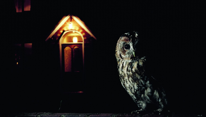 Chouette hulotte © Michael Leach et Meriel Lland
