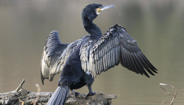 Grand Cormoran posé, les ailes déployées