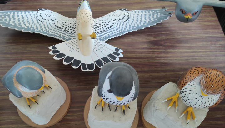 Maquettes 3D présentant des faucons méditerranéens