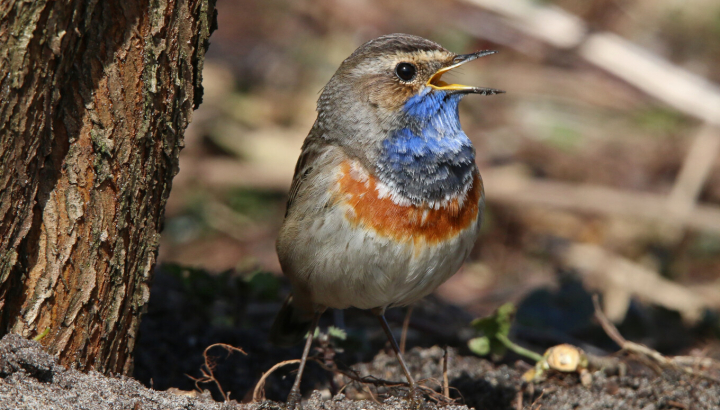 Gorgebleue à miroir