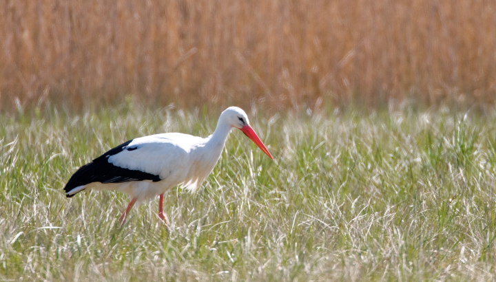 Cigogne blanche (Ciconia ciconia) © Jean-Jacques Carlier