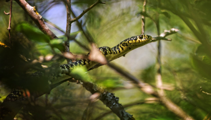 Couleuvre verte et jaune