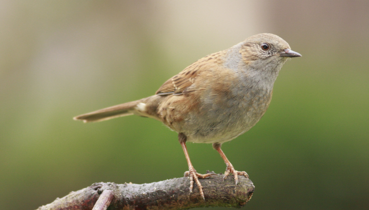 Accenteur mouchet - Hervé Szwaicer
