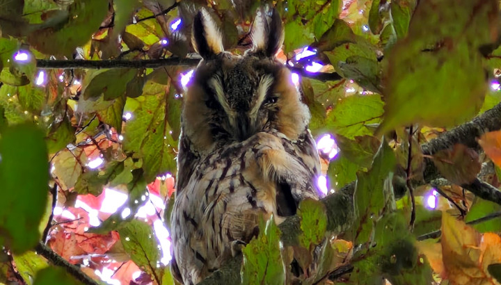 Hibou moyen-duc (Asio otus) © Joachim Hais