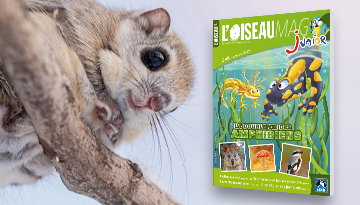 Polatouche de Sibérie sur une branche et L'OISEAU MAG Junior n°48