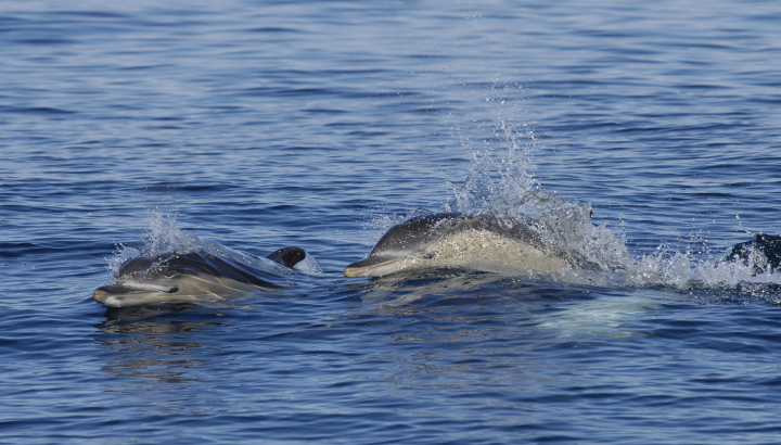 Dauphins communs (Delphinus delphis) © Nidal Issa