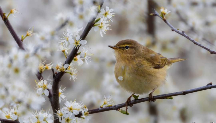 Pouillot véloce @Lilliens