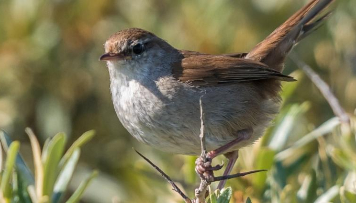 Bouscarle de Cetti