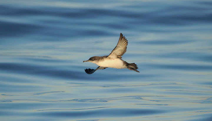 Puffin yelkouan volant au dessus de la mer