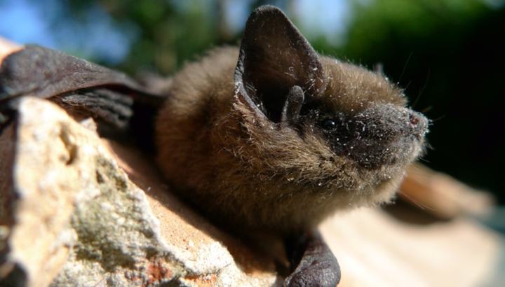 Pipistrelle commune (Pipistrellus pipistrellus) © Philippe Jourde / LPO